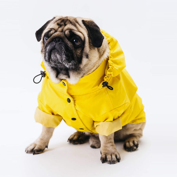 Dog Cloths & Accessories