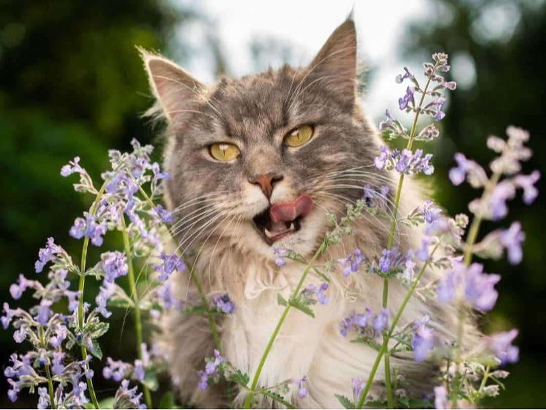 Cat Nip, Catnip Store, Cat Community, Pet Supply