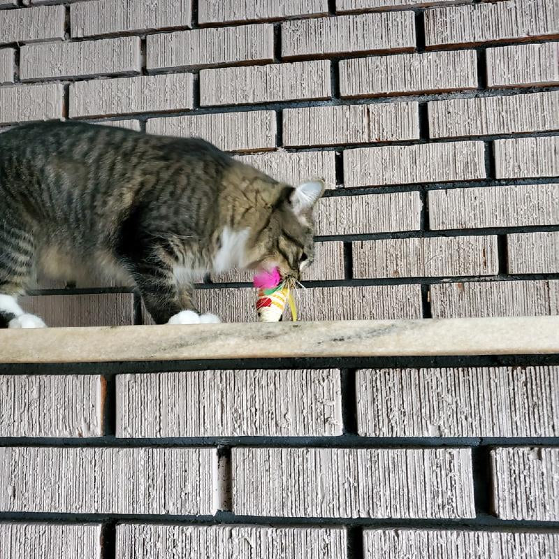 10 Interactive Sisal Mice with Rattle Sound, Play Catch Teaser Mouse Toy for Cat