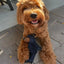 Dog Companion for Heavy Chewers- New Indestructible Robust Bear Dog Toy, Resistant Squeaky Dog Toys for Heavy Chewers