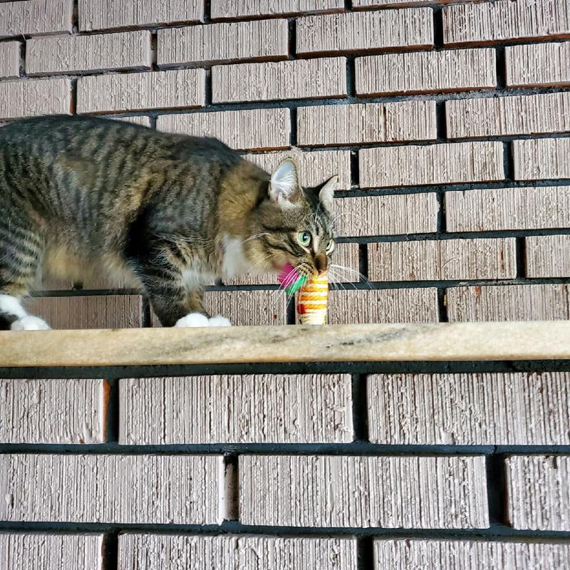 10 Interactive Sisal Mice with Rattle Sound, Play Catch Teaser Mouse Toy for Cat