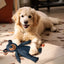 Dog Companion for Heavy Chewers- New Indestructible Robust Bear Dog Toy, Resistant Squeaky Dog Toys for Heavy Chewers