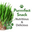 Cat Grass Seeds Variety Pack - Alfalfa, Oat, and Cat Grass