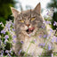 Cat Nip, Catnip Store, Cat Community, Pet Supply